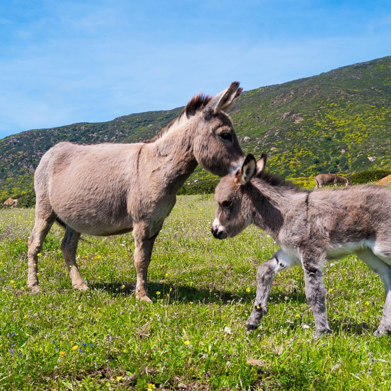 Donkey Milk